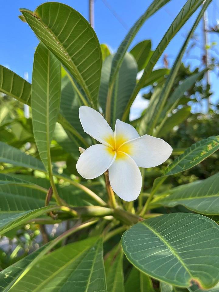 ありがとうございました